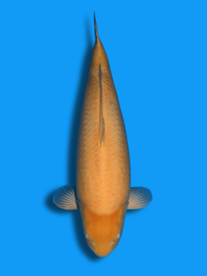 Karashigoi | Koi&Co.